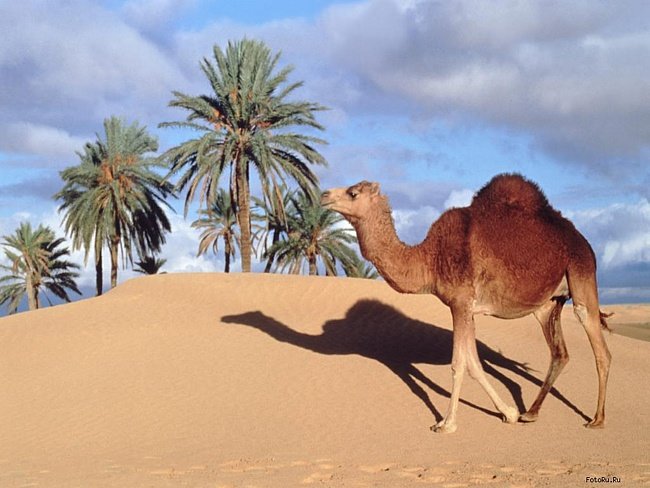 Арабиен - аравия, жители, верблюд, животные, пустыня, арабы - оригинал