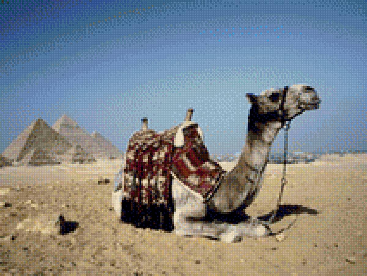 Арабиен - пустыня, верблюд, животные, аравия - предпросмотр