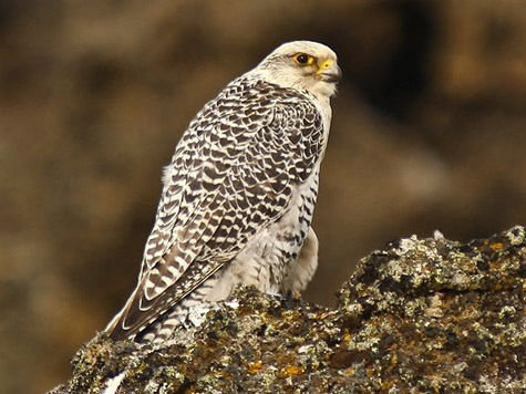 Сокол - сокол, птица, животные, охота - оригинал