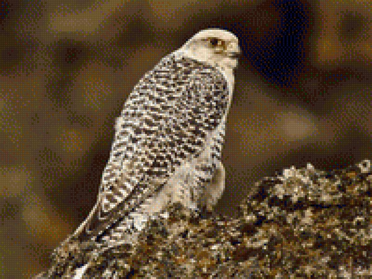 Сокол - сокол, охота, животные, птица - предпросмотр