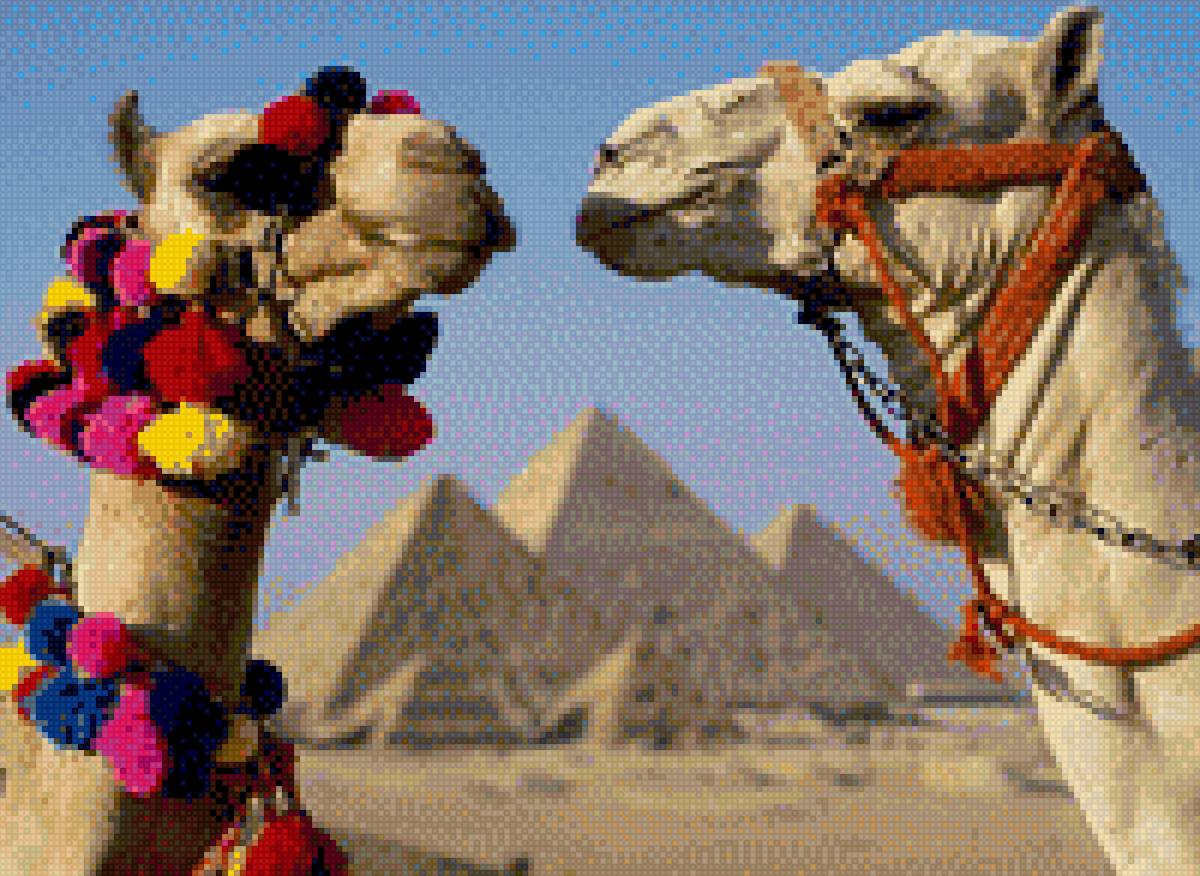 Верблюды - пустыня, верблюды, арабы, животные, свадьба - предпросмотр