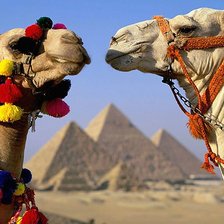 Схема вышивки «Верблюды»