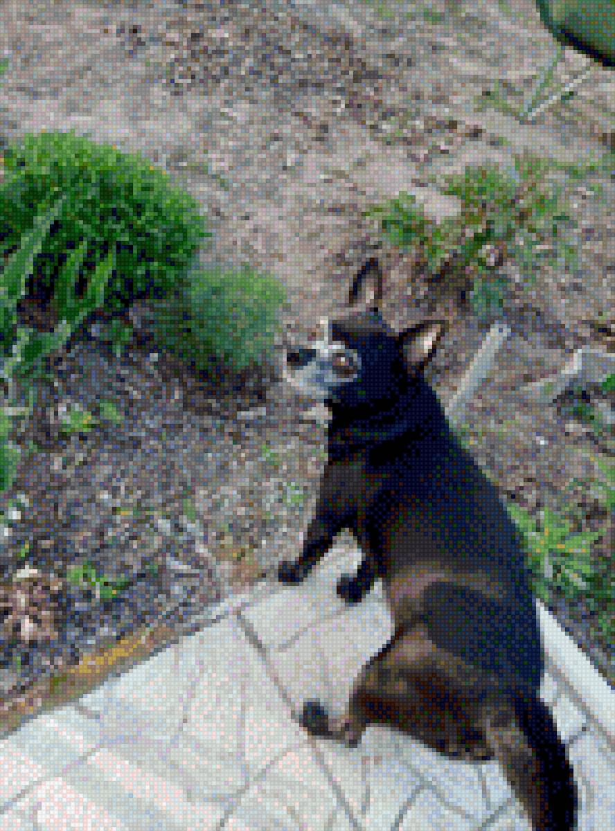 Чихуа-хуа - чихуа-хуа, домашние любимцы, собака, порода - предпросмотр