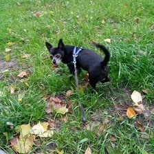 Схема вышивки «Чихуа-хуа»