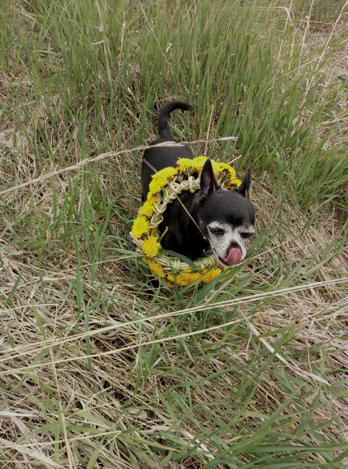 Чихуа-хуа - домашние любимцы, порода, чихуа-хуа, собака - оригинал