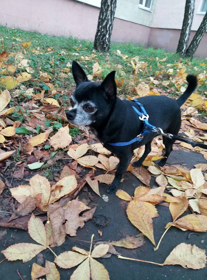 Чихуа-хуа - собака, домашние любимцы, порода, чихуа-хуа - оригинал