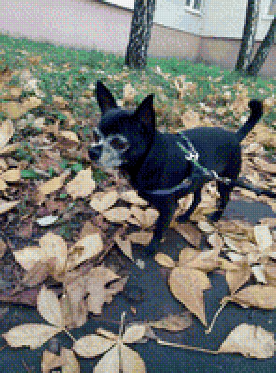 Чихуа-хуа - собака, домашние любимцы, чихуа-хуа, порода - предпросмотр