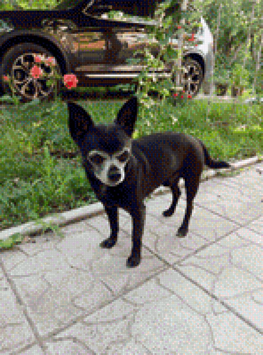 Чихуа-хуа - чихуа-хуа, порода, домашние любимцы, собака - предпросмотр