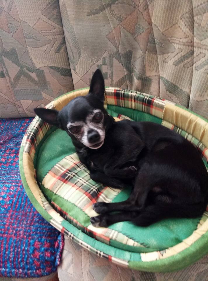 Чихуа-хуа - домашние любимцы, собака, порода, чихуа-хуа - оригинал