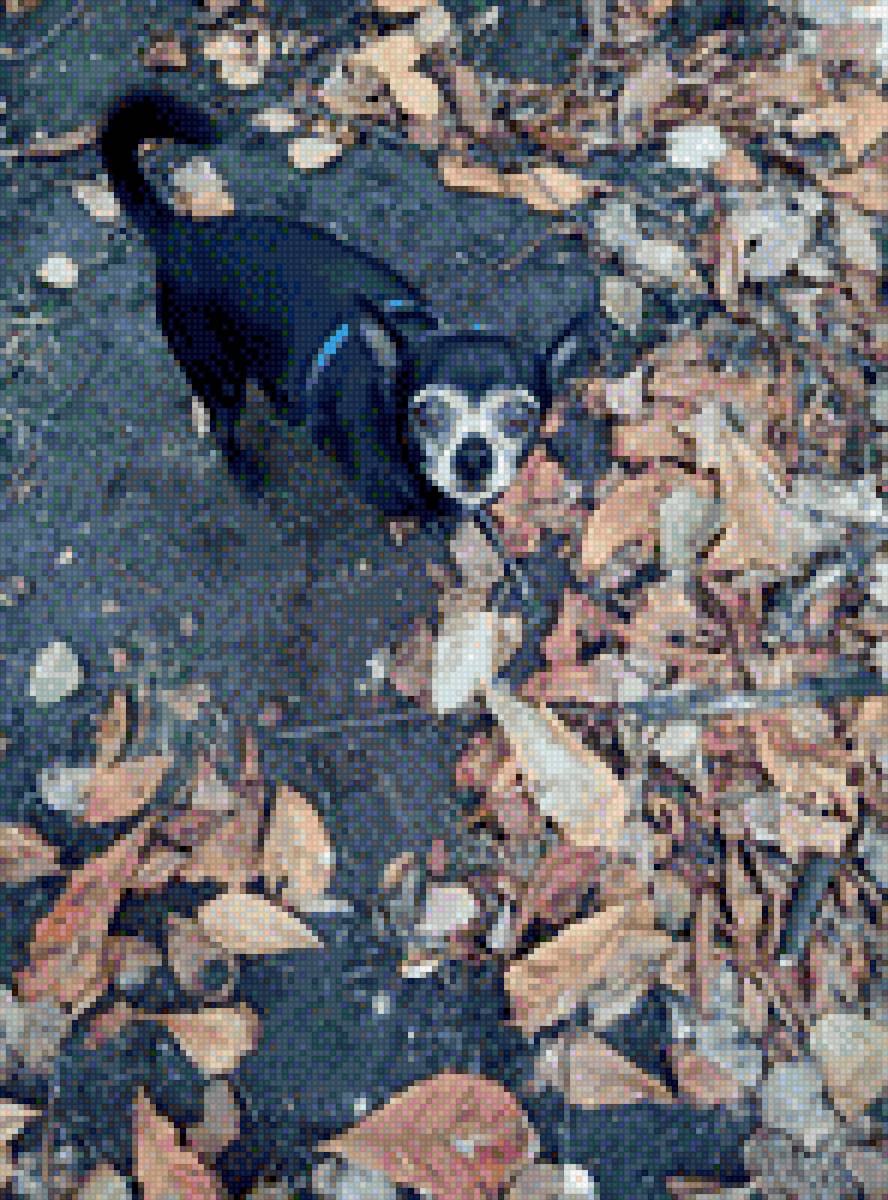 Чихуа-хуа - порода, собака, домашние любимцы, чихуа-хуа - предпросмотр