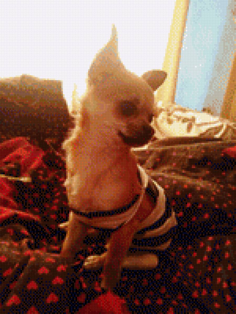 Чихуа-хуа - собака, домашние любимцы, чихуа-хуа, порода - предпросмотр