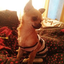 Схема вышивки «Чихуа-хуа»