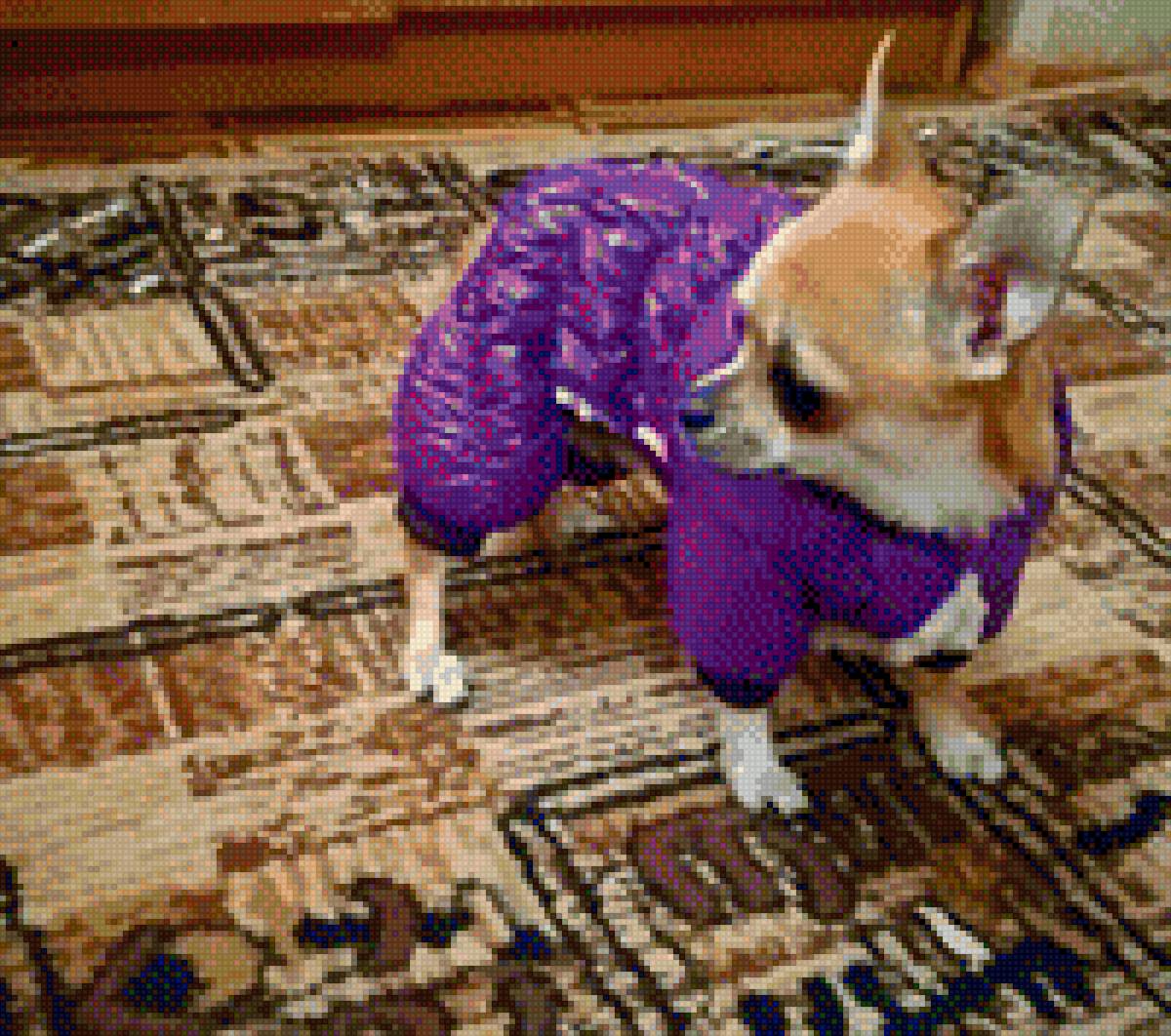 Чихуа-хуа - домашние любимцы, чихуа-хуа, собака, порода - предпросмотр