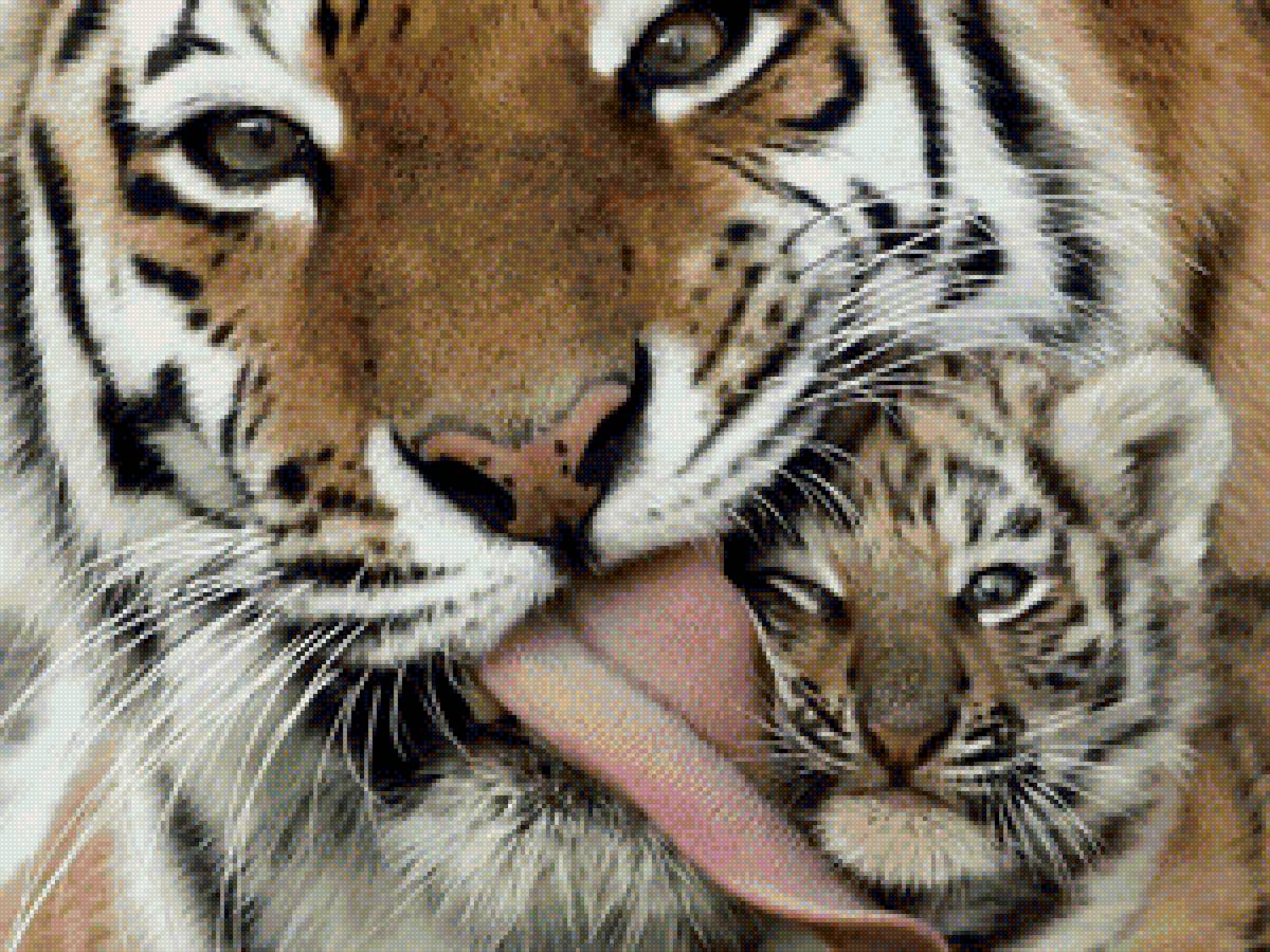 тигра - природа, животные - предпросмотр