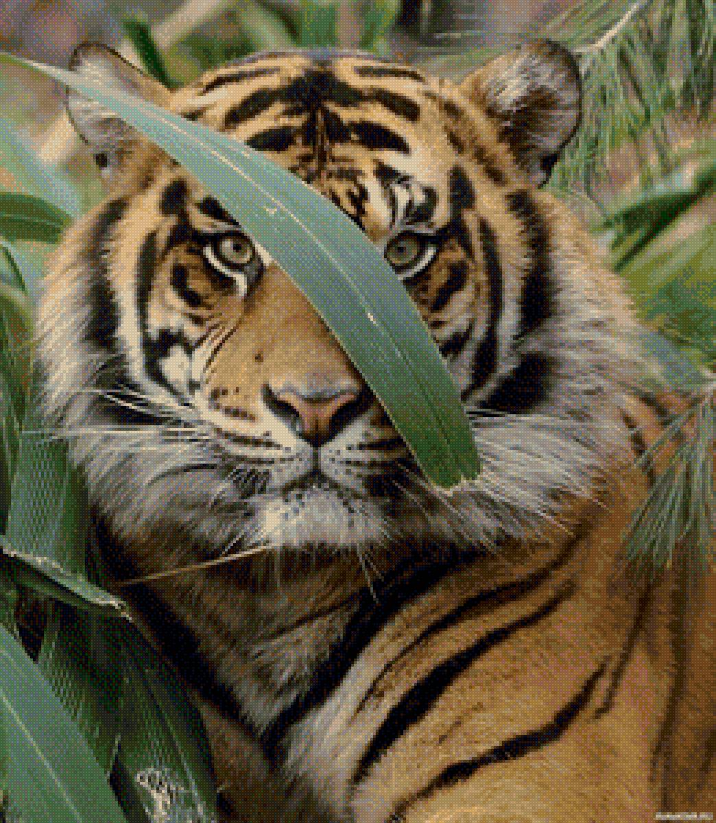 тигра - природа, животные - предпросмотр
