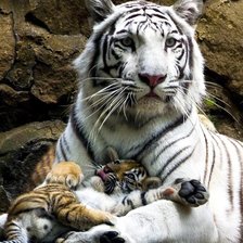 Схема вышивки «тигра»