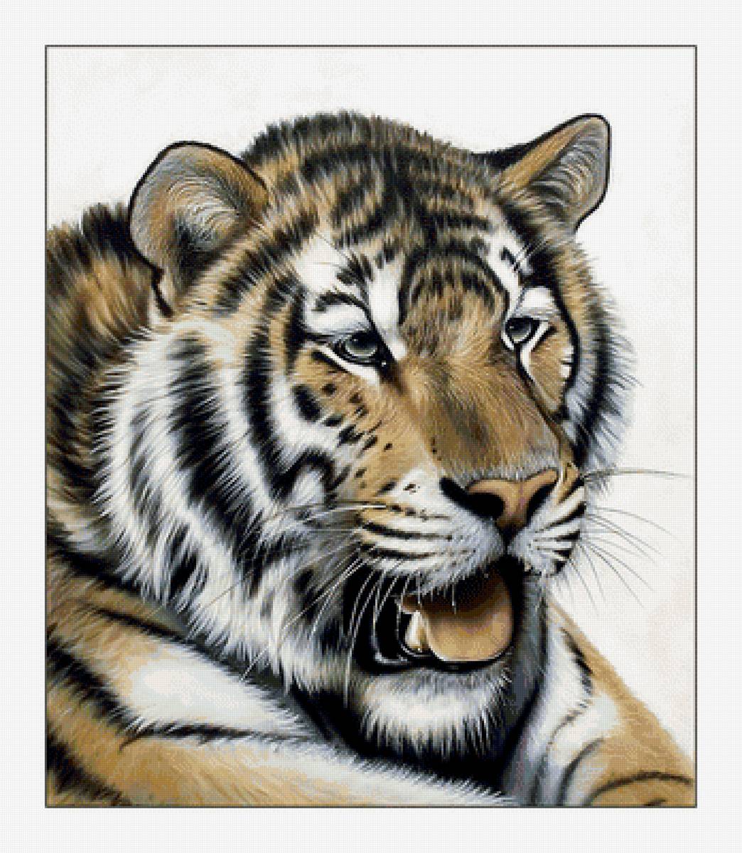 Тигруля. - тигр, взгляд, животные, хищник - предпросмотр