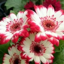 Схема вышивки «красивые цветы»