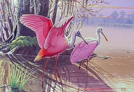 Roseatte Spoonbills- - murrell butler paintings.scenarys.birds. - оригинал