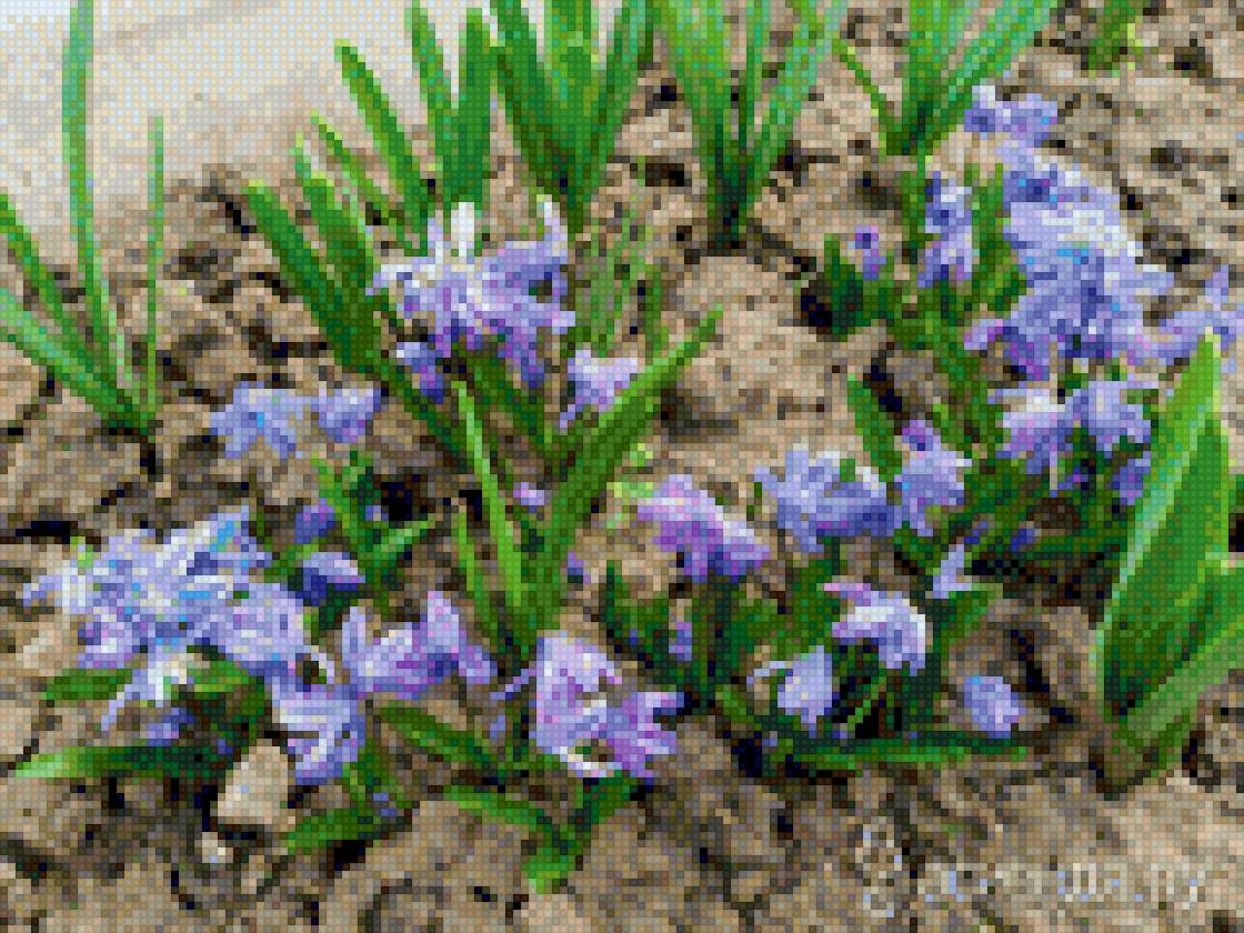 пролески - предпросмотр