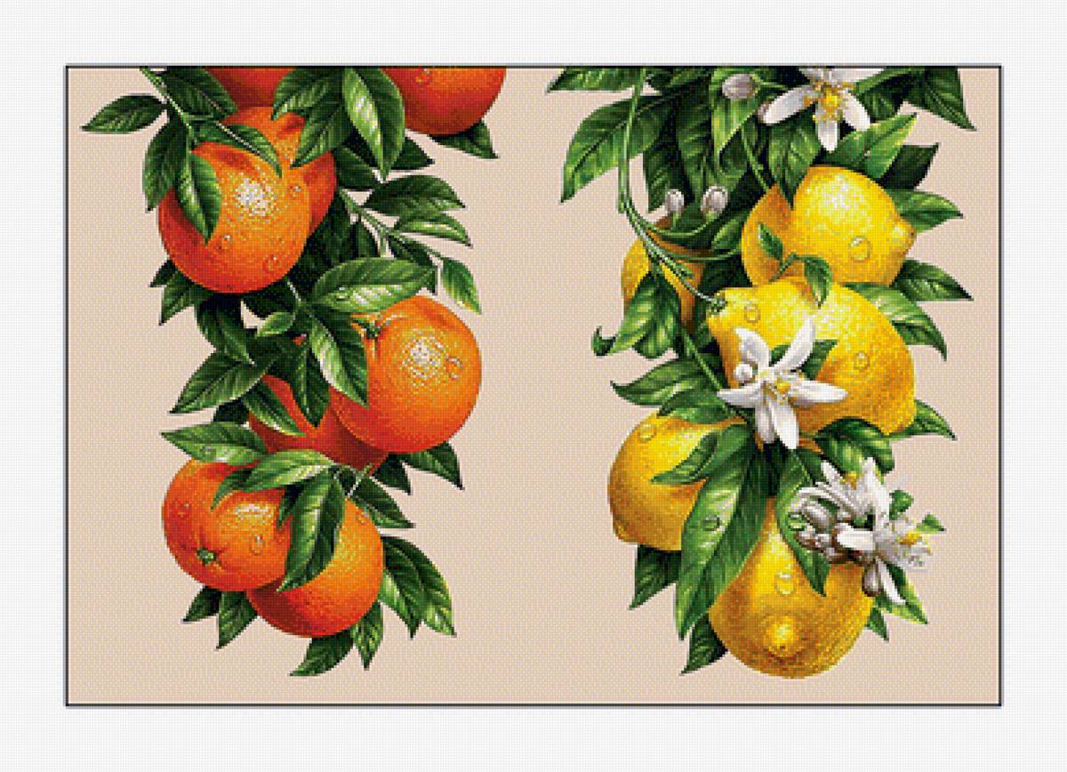 Цитрусы. - апельсины, фрукты, цветы, капли, листья - предпросмотр