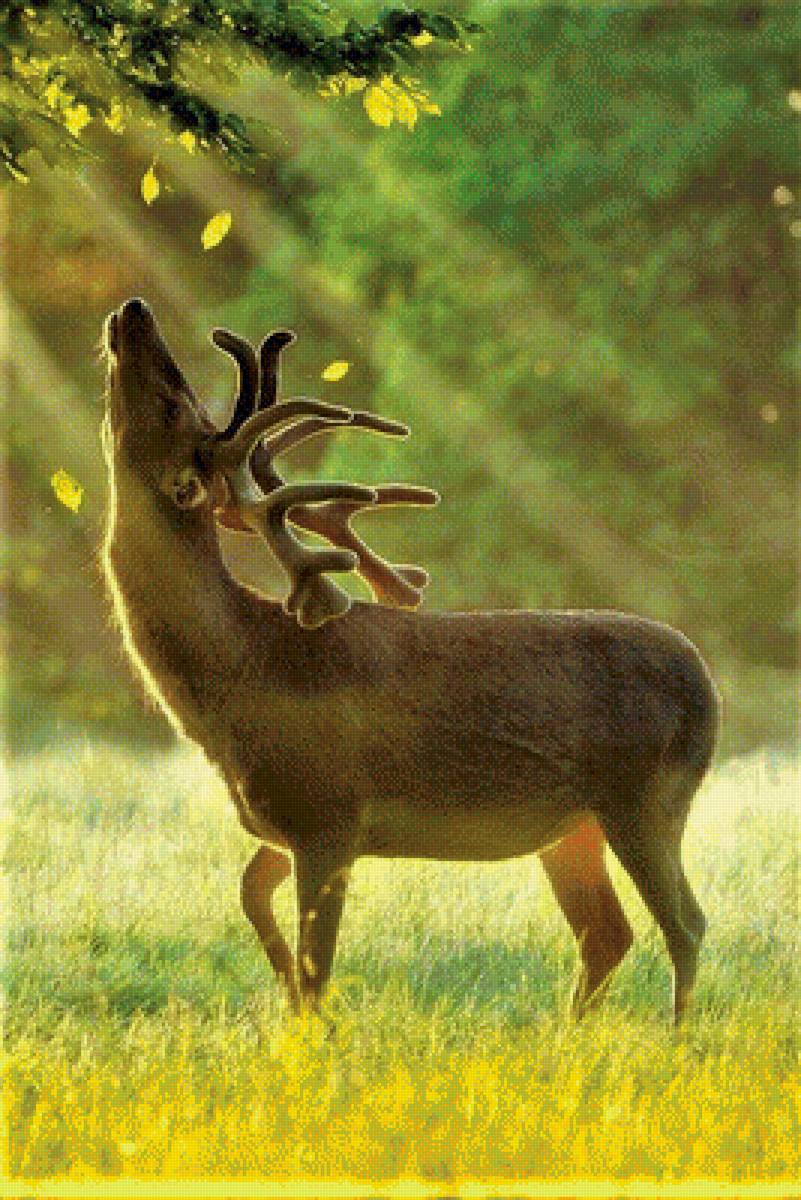 №2042852 - предпросмотр