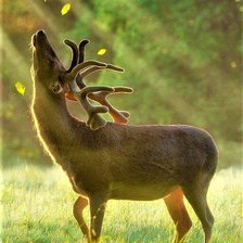 Схема вышивки «№2042852»