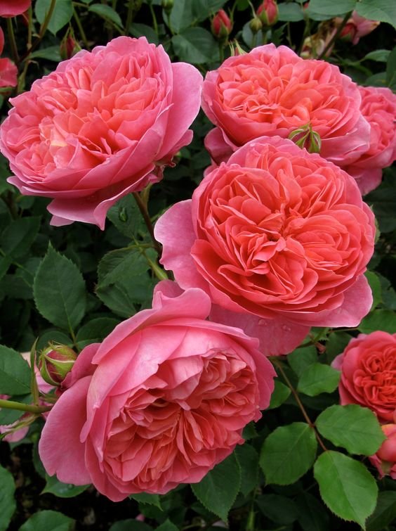 цветы - оригинал