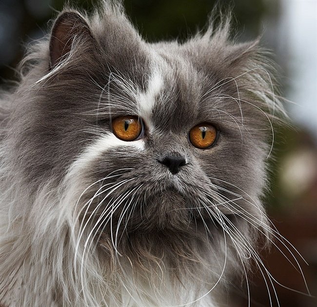 Жду - кошки, животные - оригинал