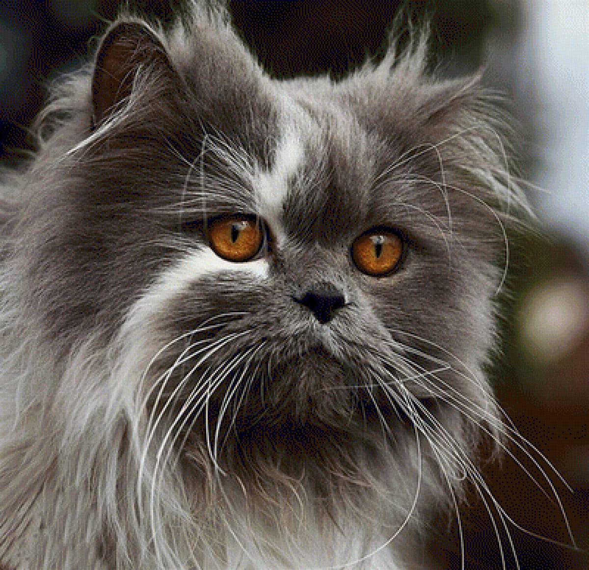 Жду - животные, кошки - предпросмотр