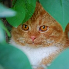 Схема вышивки «В засаде»