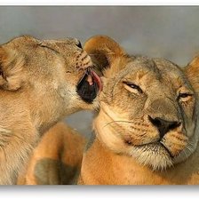 Схема вышивки «Нежность»