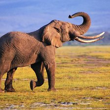 Схема вышивки «№2043184»