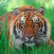 Схема вышивки «Тигр»