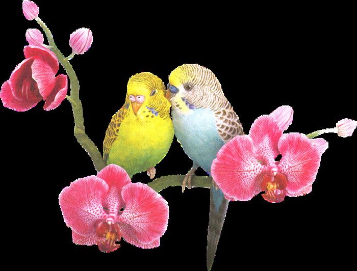 Попугайчики волнистые - попугайчики. волнистые. ветка, цветок. птицы - оригинал