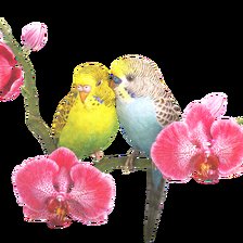 Схема вышивки «Попугайчики волнистые»