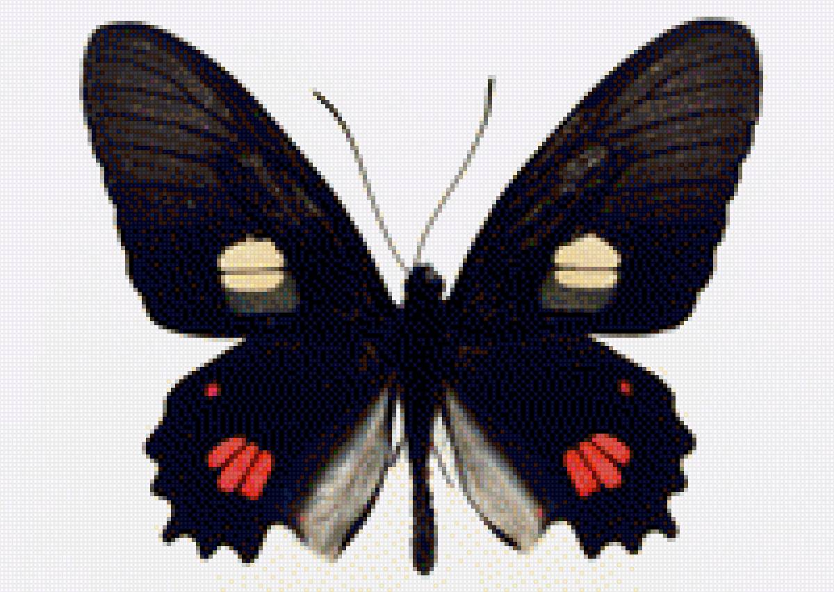 Бабочка - картина, бабочка, насекомое - предпросмотр