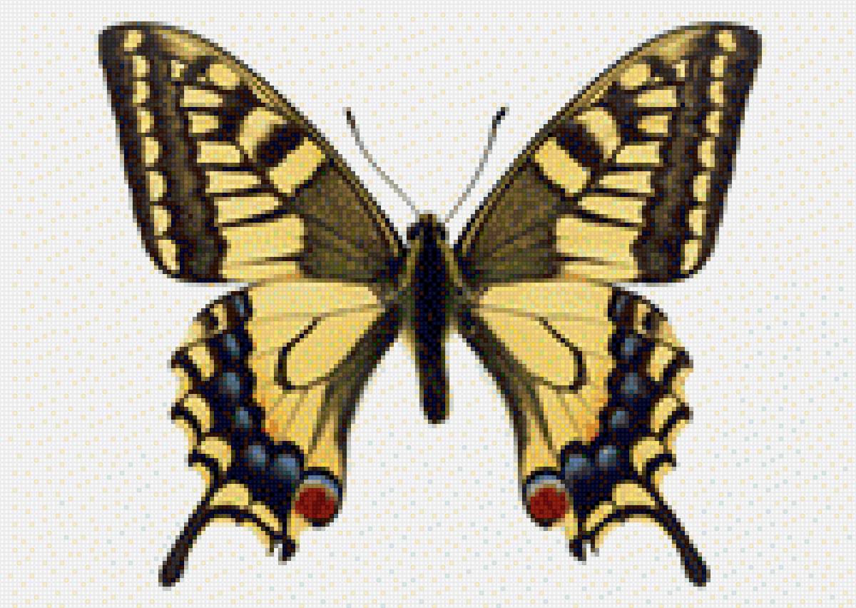 Бабочка - картина, бабочка, насекомое - предпросмотр