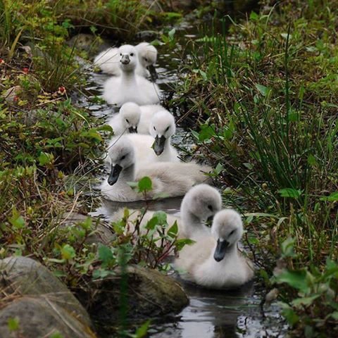 Утята плывут - птицы, природа, фото, плывут, утята, речка - оригинал