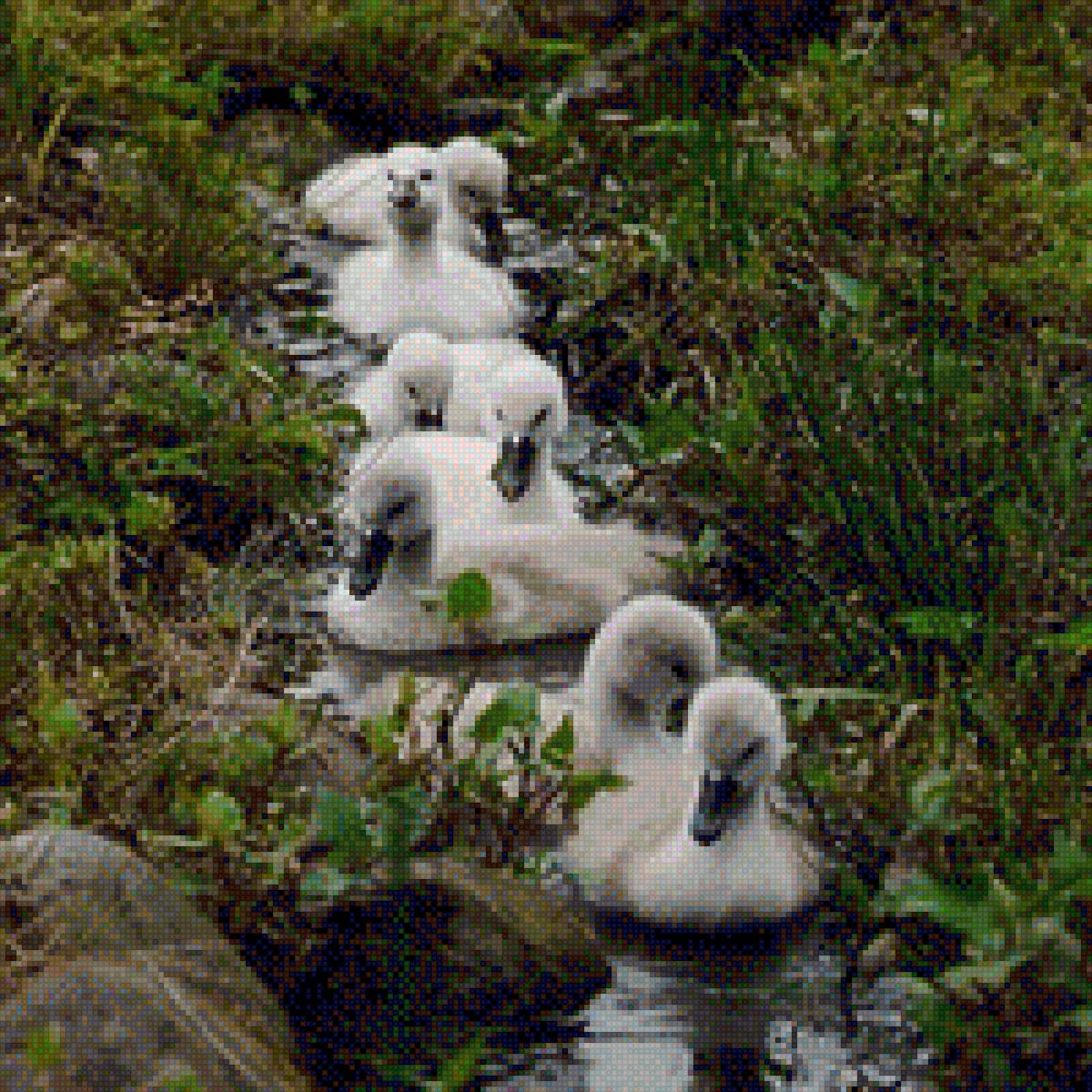 Утята плывут - фото, природа, птицы, плывут, утята, речка - предпросмотр