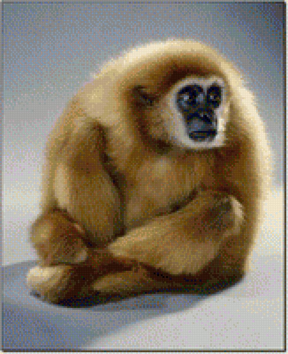 Орангутанг - орангутанг, обезьяна, приматы, фото, животные - предпросмотр