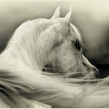 Схема вышивки «Лошадь белая»