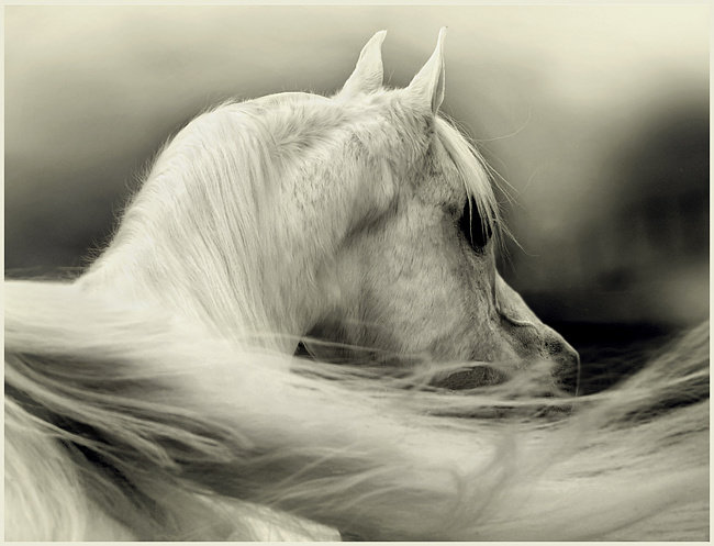Лошадь белая - фото, белая, спина, лошадь, животное - оригинал
