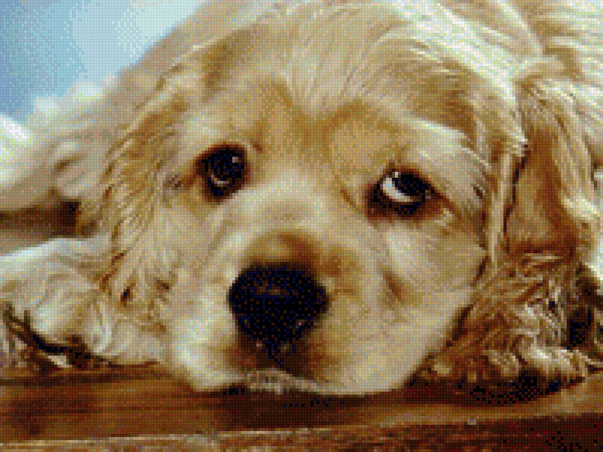 Коккер спаниель американский - щенок, фото, американский, собака, коккер спаниель, животное - предпросмотр