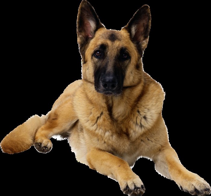 Овчарка Немецкая - немецкая овчарка, порода, домашние любимцы, собака - оригинал