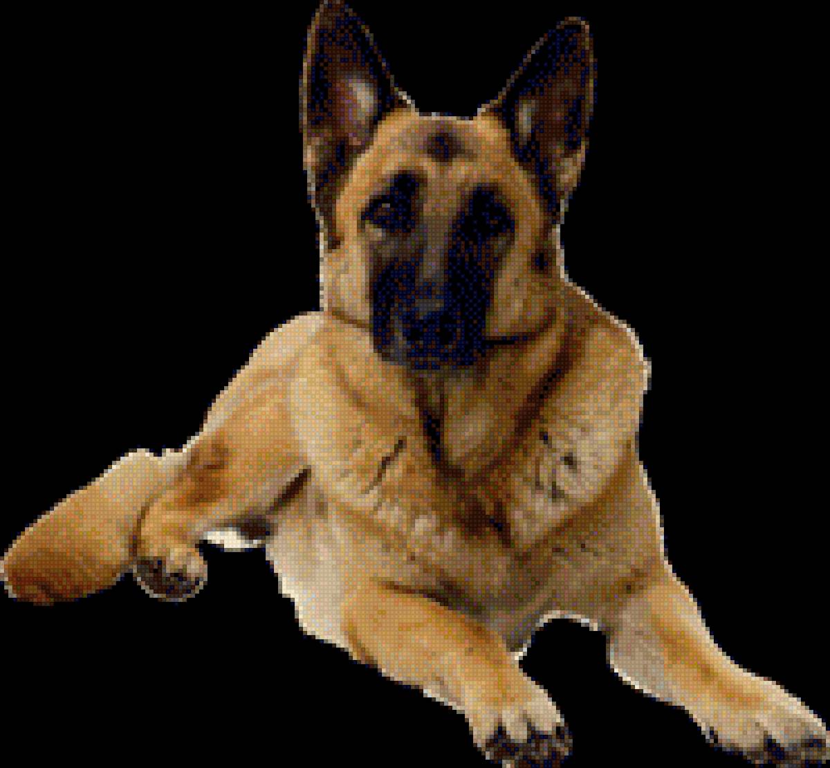 Овчарка Немецкая - собака, порода, домашние любимцы, немецкая овчарка - предпросмотр