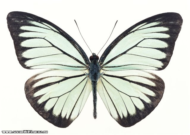 Бабочка - бабочка, картина, насекомое - оригинал