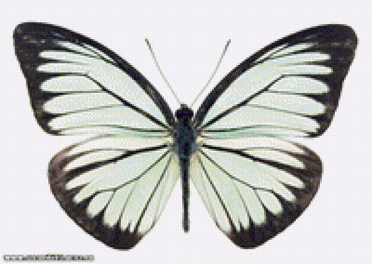 Бабочка - бабочка, картина, насекомое - предпросмотр