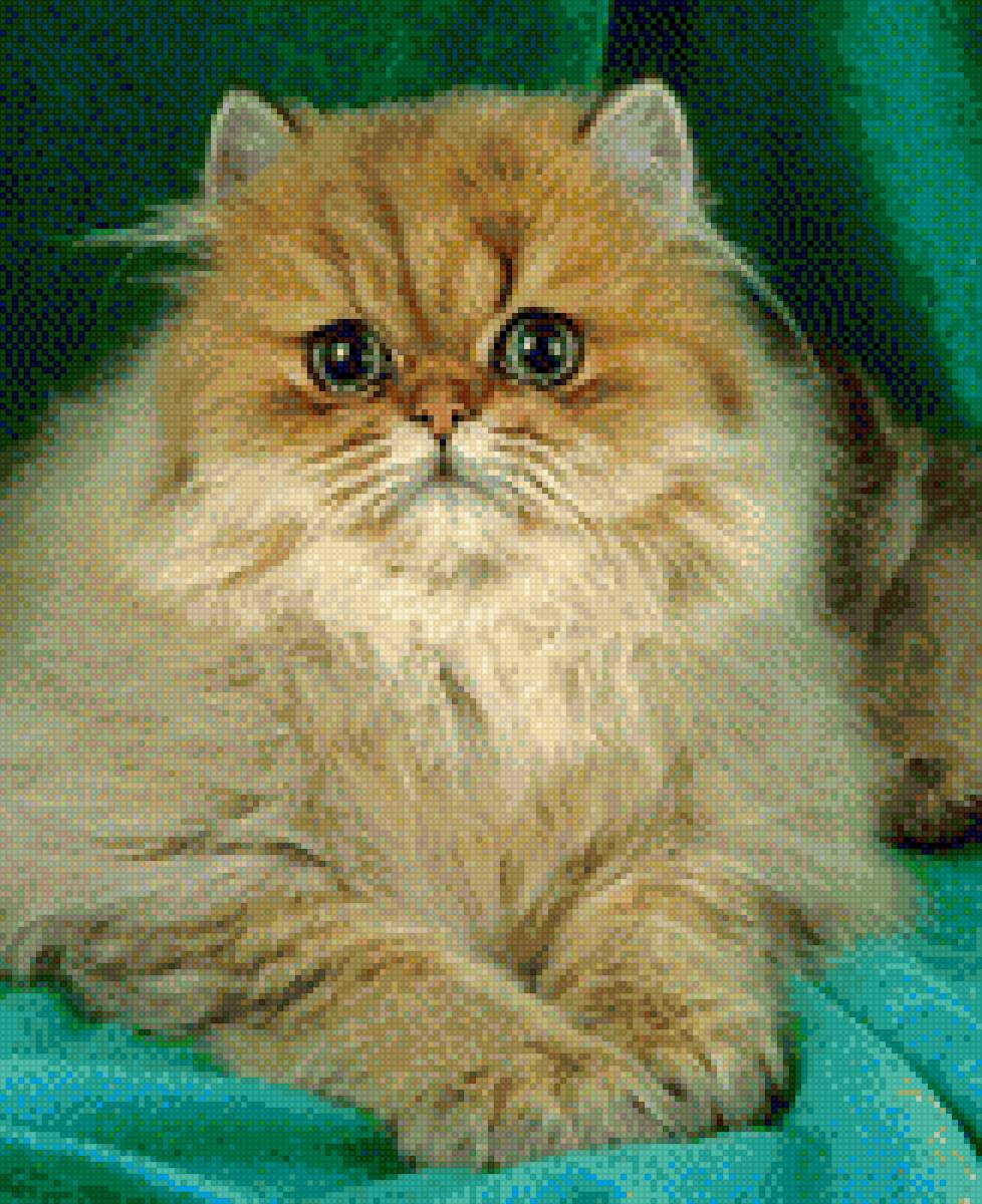 Кот Перс рыжий - персидский, котенок, домашние любимцы - предпросмотр