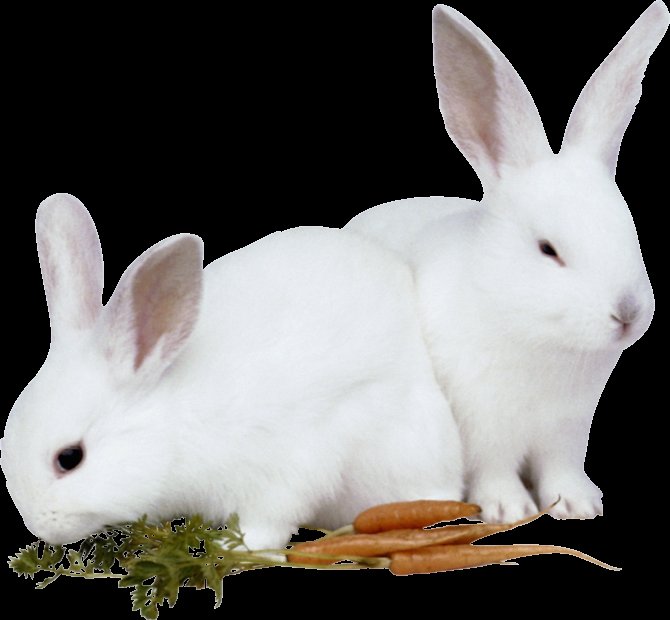 Кролики белые - пара, фото, белые, кролик - оригинал